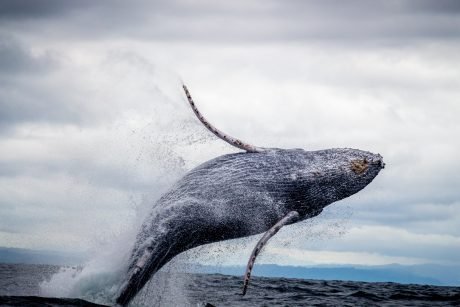 Bitcoin Change Reserves Influence A Downtrend, Are Whales Beginning To Accumulate?