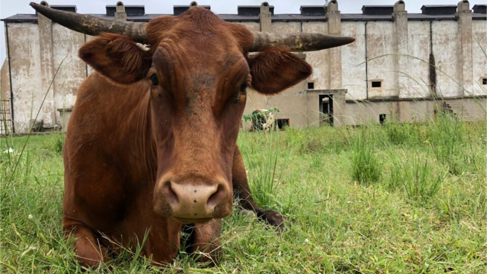 Mastercard Blockchain-Supported Cattle Monitoring Plot Launches in Zimbabwe