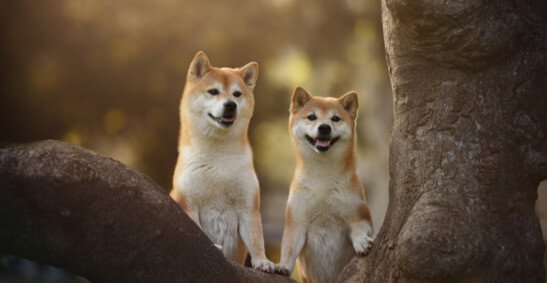 The place to Grasp Cryptocurrency Shiba Inu – Time To Grasp The Dip?