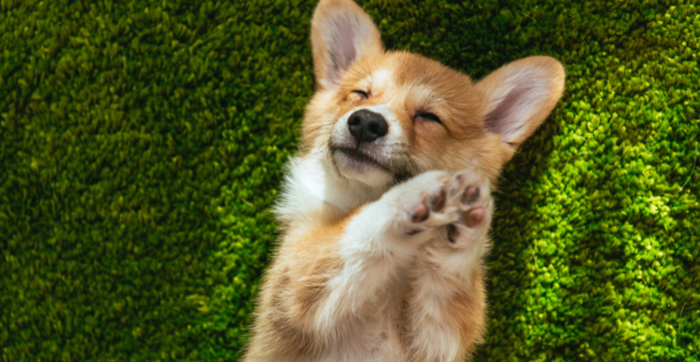 Corgidoge explodes with 42,000% day-to-day beneficial properties: the build to know CORGI
