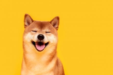 Dogecoin: A Transient History Of Crypto’s Finest Meme