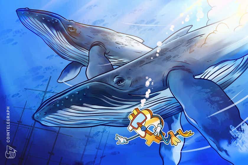 ‘Stop dread promoting’ — Bitcoin whales procure spare BTC as alternate balances topple