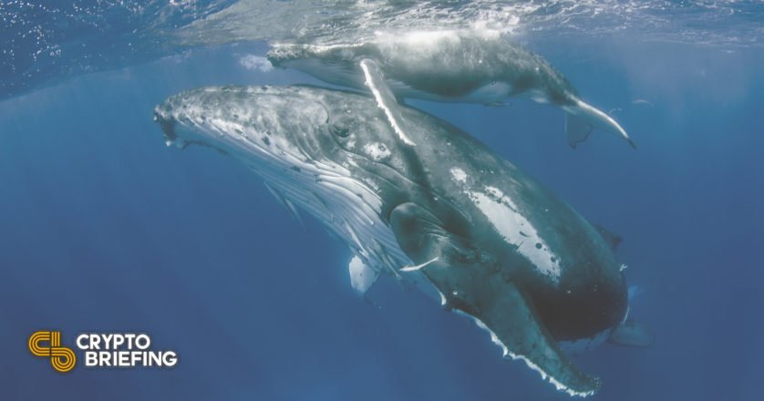 Cardano Faces Serious Resistance After Whale Frenzy