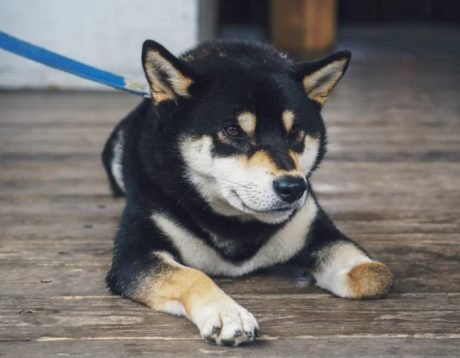 Why Whales Push Shiba Inu Transactions To File Highs, Whereas On the subject of 2M Protect SHIB
