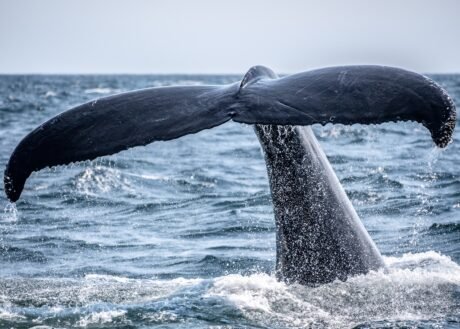 More Correction Rapidly? Bitcoin Whale Ratio Remains Elevated