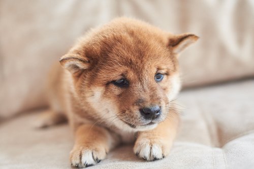 Shiba Inu misplaced its most up-to-date beneficial properties: will it recuperate and surge larger almost in the present day?