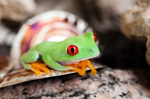 How a frog-themed token shapes Ethereum gasoline expenses in 2023