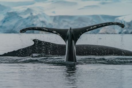 Bitcoin Mega Whales Return To Promoting Mode, More Intention back Soon?
