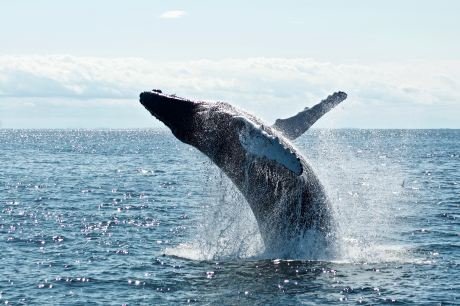 Bitcoin Whales Sold The Contemporary Dip Whereas Market Panicked