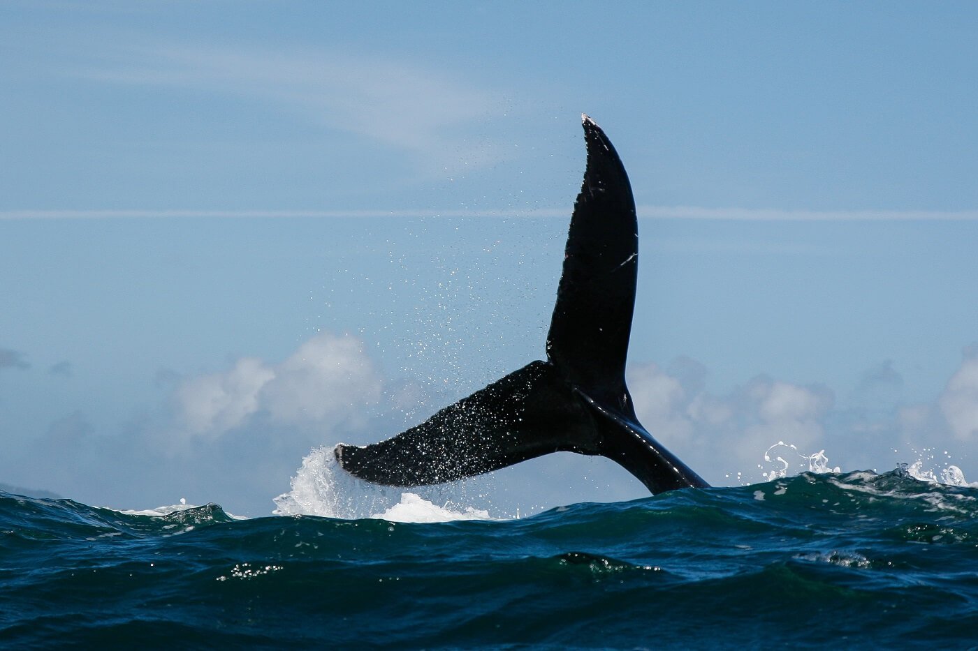 Dogwifhat and Popcat promote-off as whale dumps tokens