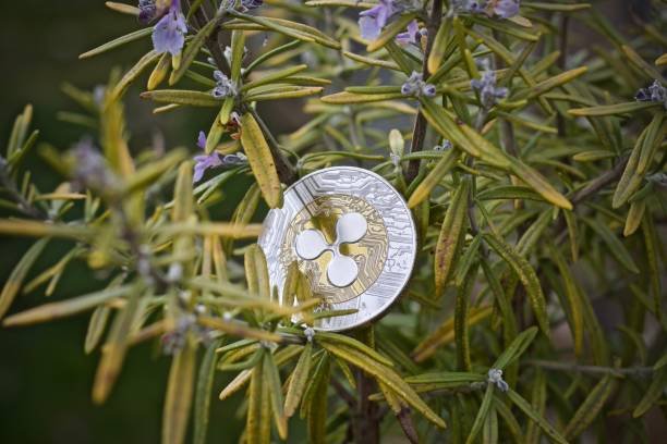 XRP Gears Up For Breakout, But Bearish Divergence Clouds Outlook