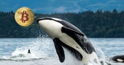 Whales transfer 15,054 Bitcoin fee $1.9B into exchanges nowadays