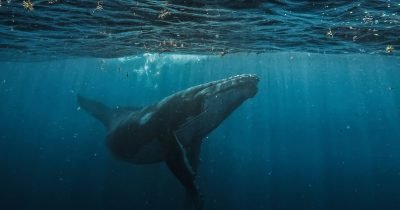 Bitcoin whale deposits $40M USDC into Hyperliquid to clutch BTC fast situation