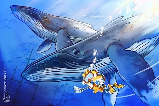 No, whales have to not amassing huge quantities of Bitcoin: CryptoQuant